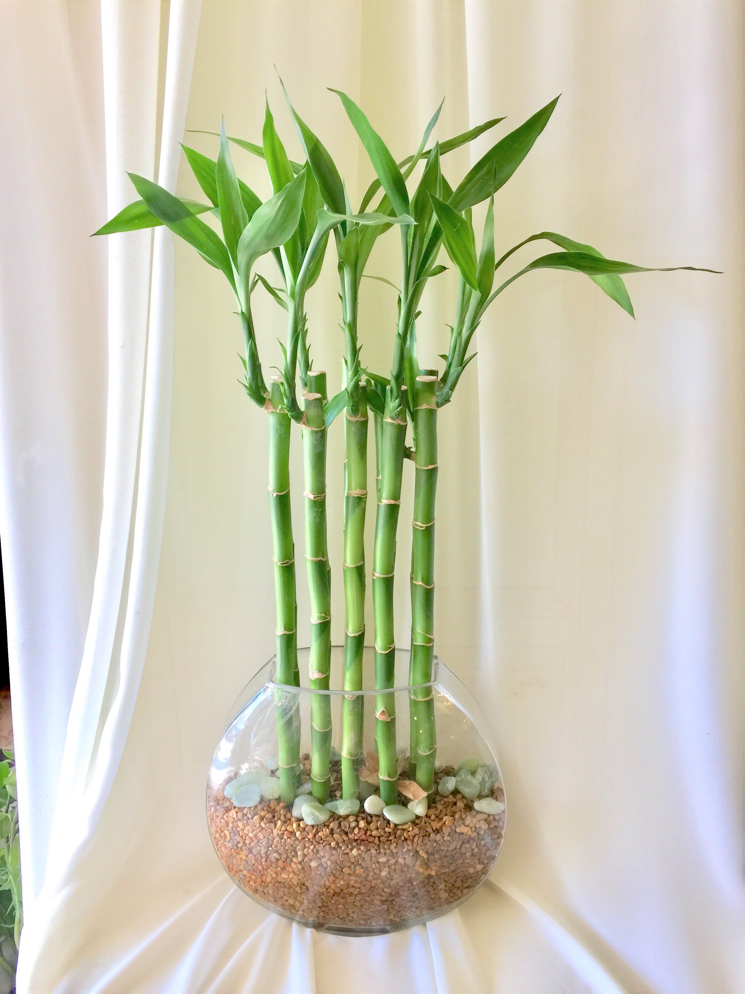Bamboo Bamboo